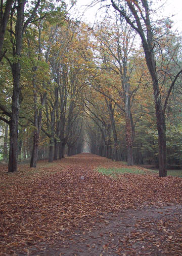 One of the paths leading to the castle on the estate